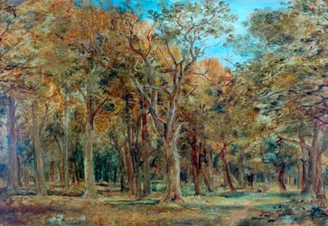Forêt de Sherwood